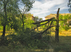 В Камышине прошедший шторм изуродовал парк Текстильщиков, переломав в нем деревья
