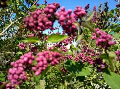 В Камышин приходит почти лето с +23