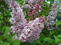 К Камышину приближается дождевой фронт, но будет тепло