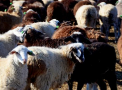 Волгоградские «эдильбаи» вернулись с медалями с московской выставки