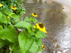 В Камышине в воскресенье  с утра зарядил мелкий дождь