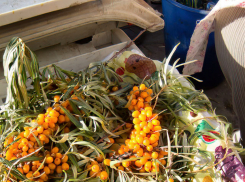 В Роспотребнадзоре камышанам велели съедать каждый день 400 граммов овощей, ягод и фруктов, чтобы устоять перед гриппом и ОРВИ