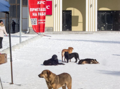 Роспотребнадзор потребовал от муниципальных чиновников отрегулировать число бездомных собак в городах Волгоградской области
