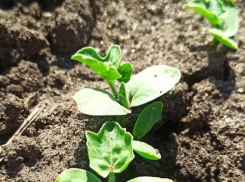 Знатоки  предположили в соцсетях, что камышинские арбузы поспеют уже в июле