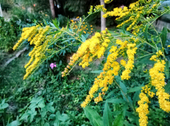 +32, +33, +34: предпоследнюю неделю лета синоптики видят очень жаркой в Камышине