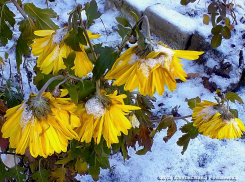 Волгоградское информагентство рассказало о шокирующей смерти в горбольнице №1 Камышина молодой постоялицы Жирновского психоневрологического интерната