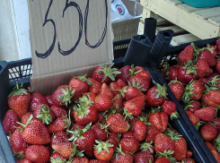 В Камышине клубника, которую продавцы презентуют как местную, подешевела до 350 рублей за килограмм