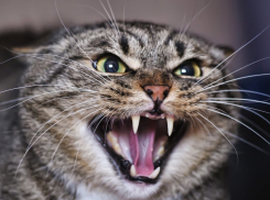 В день выборов губернатора и Облдумы 19-летняя камышанка с ранами лица безнадежно стучится к медикам - вакцины от бешенства опять нет