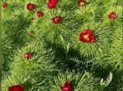 Как сотрудники Волгоградского ботанического сада открыли и спасли поля лазоревого цветка, и не только его