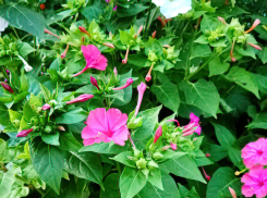 30-градусная жара и геомагнитные удары: погода в Камышине на 18 августа