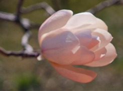 Камышанам на заметку: с приближением сезона отпусков из Волгограда самолеты полетят в курортных направлениях