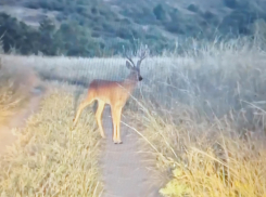 Камышанин записал на телефон встречу с грациозной косулей