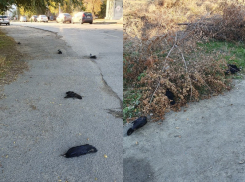 В Волгограде улицы усыпаны трупами ворон