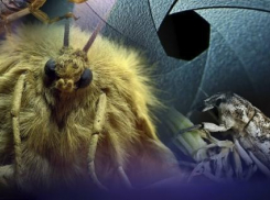 В Камышине любители начали рассматривать «портреты» жучков в музее