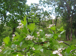 Воскресенье в Камышине будет очень теплым, но мимолетный дождь не исключен