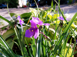 +32 «прожарят» камышан в последний день весны