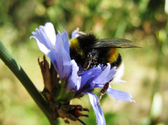 Предсказанные в Камышине синоптиками на сегодня, 24 августа, дожди, в основном,  уже прошли ночью