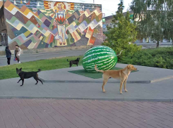 Камышан шокируют стаи бродячих собак на центральных улицах города