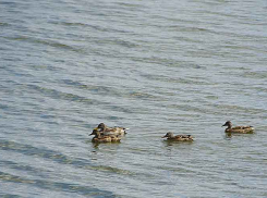 Дождь, облака, ветер, геомагнитная буря ночью  - это прогноз синоптиков на пятницу 19 августа для камышан