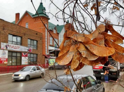 Камышин на пороге зимы накрывает волна потепления до +9-ти