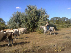 В Камышине пастухам и грузчикам дынь предлагают сумасшедшие заработки