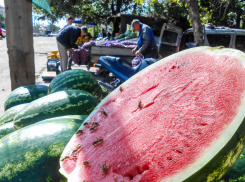 Продавцы сбросили цены на арбузы до 15 рублей за килограмм кое-где в Камышине