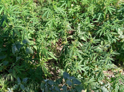 В Камышине на улицах Набережной и Зеленой нашли «лужайки» конопли