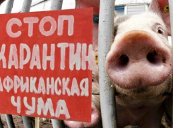 Камышинским хрюшкам опять не поздоровится из-за африканской чумы