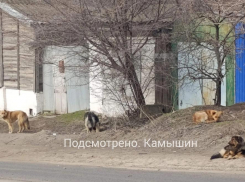Сжечь всех собачников пожелал депутат Госдумы от Волгоградской области, - «Блокнот Волгограда»