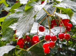 Циклон Бернвард «посягнет» на теплынь «бабьего лета» в Камышине через два дня