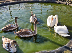 Солнце и небольшой мороз «запланировали» синоптики камышанам 6 декабря