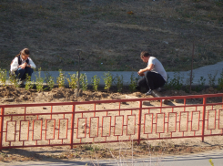 В Камышине службы благоустройства высаживают декоративный кустарник на 3-м городке