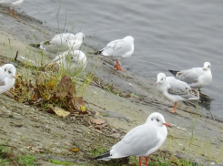 В Волгоградской области объявили «желтый» уровень погодной опасности из-за тумана, а камышане любуются магией города в дымке (ВИДЕО)