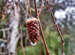 В первый день зимы в Камышине ожидается «снегодождь» и очень сильная магнитная буря