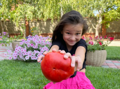 Не просто помидор, а «мясной»: хоть в салат, хоть на бутерброд! 