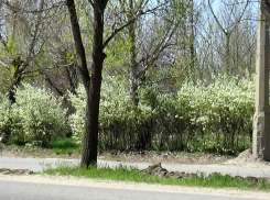 Приехали, накидали земли сверху мepтвых собак в парке Текстильщиков и оставили дальше рaзлaгaться! - камышанка (ВИДЕО)