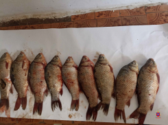 Браконьерская рыбалка может потянуть на срок до пяти лет для жителей Волгоградской области