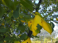 Проклятый COVID «сожрал» легкие и жизнь пожилой камышанки