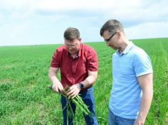 На полях ООО «Воля» в Камышинском районе вновь зацветёт горчица