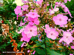 Всю свежесть осеннего утра сегодня, 6 сентября, вновь могли ощутить камышане, но день будет теплым