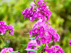 +25 и короткий новый дождь прогнозируют синоптики в Камышине сегодня, 19 июля