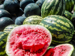 Камышане проверяют на нитраты самые аппетитные камышинские арбузы - увы...