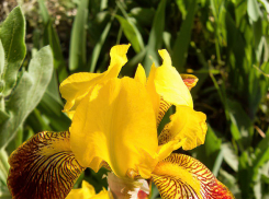 В Камышине 24 мая заметно посвежеет после ливней в Волгоградской области