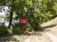 На берегу зацветшей до вязкого болота Камышинки стали появляться таблички «Купаться запрещено»