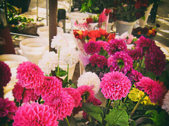 Погода продлила бал георгинов в Камышине