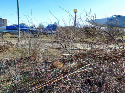 В Камышине службы благоустройства завалили ветками парк Победы после весенней обрезки