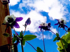 В Камышине  на время прекращаются дожди