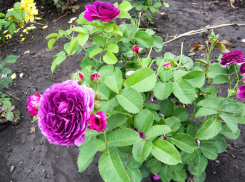 Воздух в Камышине вновь раскалится до +33-х 2 июля, есть в прогнозе и гроза