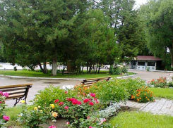 Центральный городской парк Камышина решил прикупить себе лебединое озеро