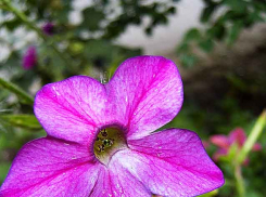 В Камышине суббота будет очень свежей, ветреной после дождя, но через три дня потеплеет